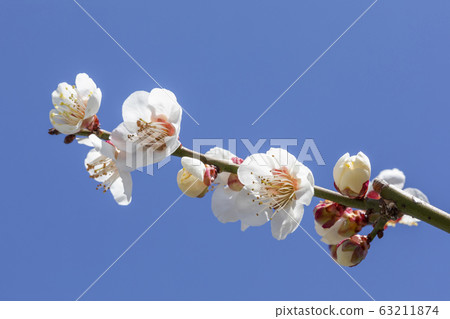 梅花 63211874