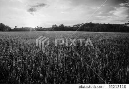Rice field with sunrise or sunset and sunbeam 63212118