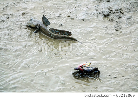 貞南郡貞南郡貞道的干淨的灘塗和鱸魚 貞南郡貞南郡貞道的干淨的灘塗和鱸魚 63212869