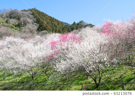 Mt. Takao Takao Umezo Kinoshita Bairin (Kesadowabirin) Mt. Takao Takao Umezo Kinoshita Bairin (Kesadowabirin) 63213076