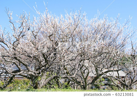 Hachioji City, Tokyo, Takao Umekyo, Promenade Bairin 63213081