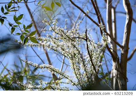 Willow flower 63213209