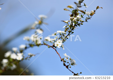 Willow flower 63213210