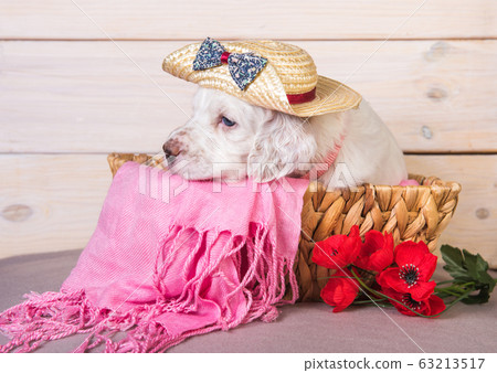 English setter puppy in a wood basket with flowers 63213517
