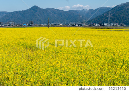 Rapeseed field / Funaeda-cho, Sabae-shi, Fukui / Sabae rape-rice / Hokuriku Shinkansen construction work Rapeseed field / Funaeda-cho, Sabae-shi, Fukui / Sabae rape-rice / Hokuriku Shinkansen construction work 63213630