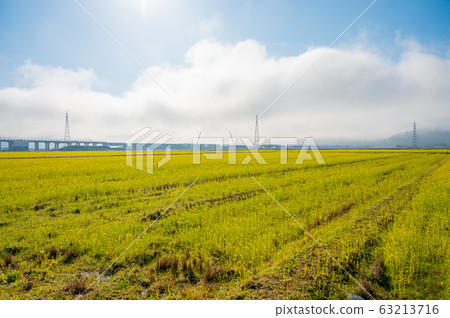 Rapeseed field / Funaeda-cho, Sabae-shi, Fukui / Sabae rape-rice / Hokuriku Shinkansen construction work 63213716