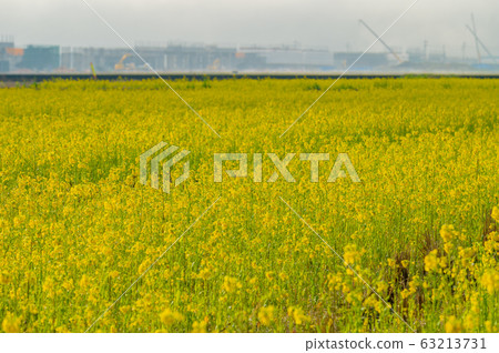 Rapeseed field / Funaeda-cho, Sabae-shi, Fukui / Sabae rape-rice / Hokuriku Shinkansen construction work 63213731