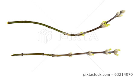 Set of spring twigs with sprouted buds Set of spring twigs with sprouted buds 63214070