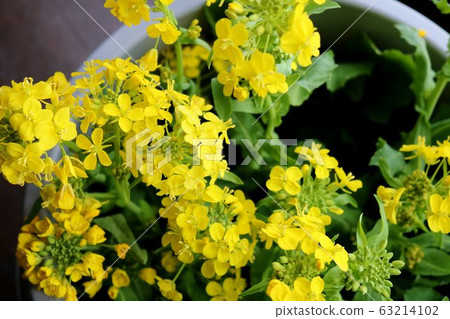 油菜花春天癒合室內 63214102