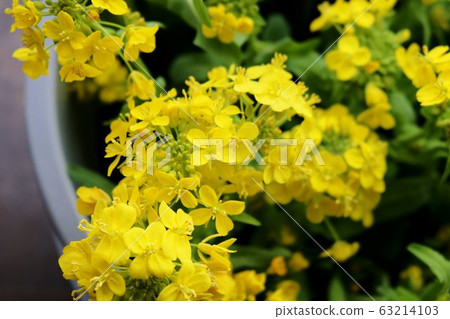 Rape blossoms spring healing indoor 63214103