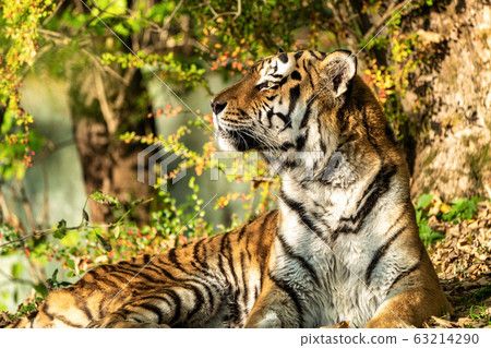 The Siberian tiger,Panthera tigris altaica in the The Siberian tiger,Panthera tigris altaica in the 63214290