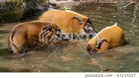Red river hog, Potamochoerus porcus, also known as Red river hog, Potamochoerus porcus, also known as 63214327