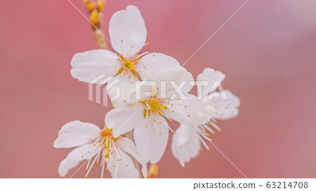Sakura 16: 9 Sakura 16: 9 63214708