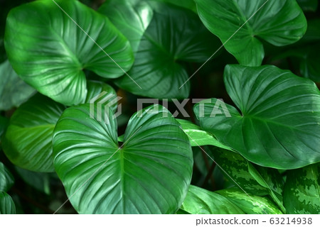 Shimakawazuimo leaf background material Shimakawazuimo leaf background material 63214938