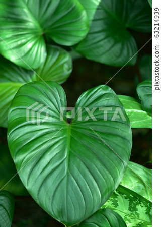 Shimakawazuimo leaf background material Shimakawazuimo leaf background material 63214939