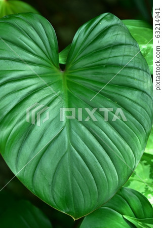 Shimakawazuimo leaf background material Shimakawazuimo leaf background material 63214941