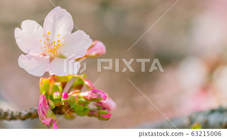 Sakura 16: 9 Sakura 16: 9 63215006