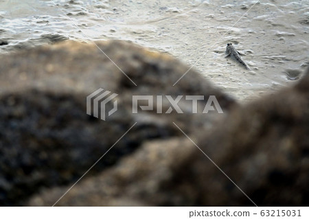 Jeungnam-do Sinan-gun Jeungdo灘塗 63215031