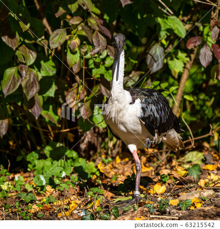 Straw-necked Ibis, Threskiornis spinicollis in the zoo 63215542