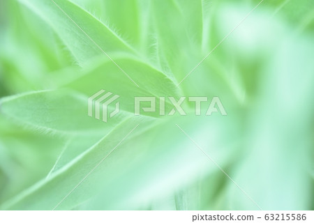 葉背景材料銀花銀非洲 63215586