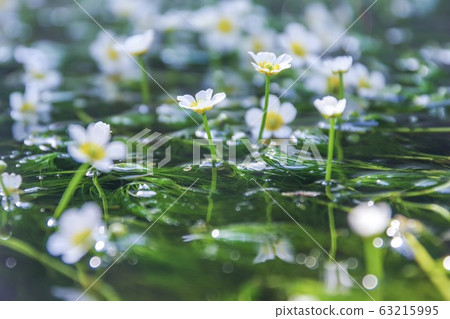 梅花藻 梅花藻 63215995