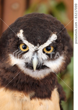 Spectacled owl Spectacled owl 63217099