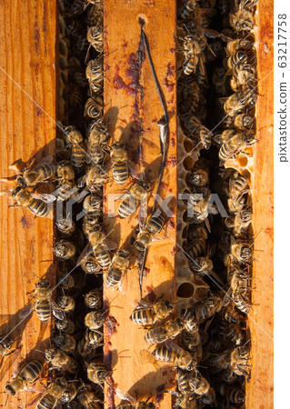 Close up view of the bees swarming on a honeycomb. Close up view of the bees swarming on a honeycomb. 63217758