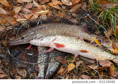 Freshwater pike fish. Two freshwater pike fish 63218080