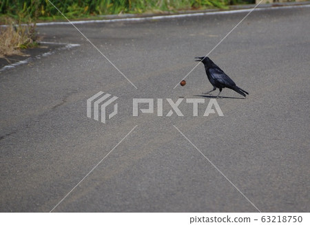 烏鴉核桃分裂烏鴉和核桃 63218750