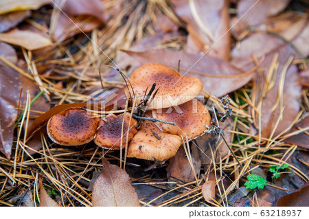 Wild forest mushrooms honey agarics in the forest Wild forest mushrooms honey agarics in the forest 63218937