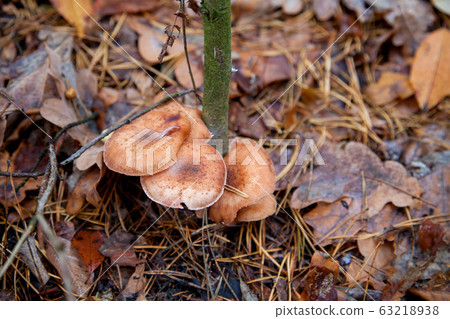 Wild forest mushrooms honey agarics in the forest Wild forest mushrooms honey agarics in the forest 63218938