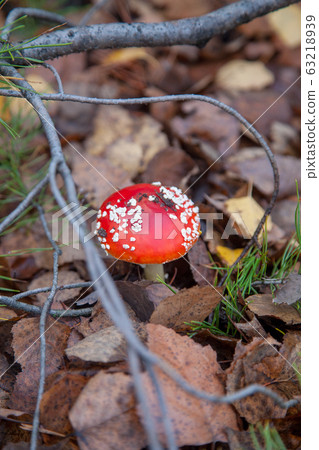 Amanita muscaria, commonly known as the fly agaric 63218939