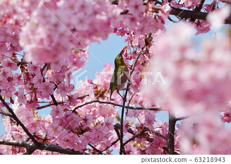  Kawazu Sakura and Mejiro in full bloom: cherry blossom trees: Hoya River 63218943