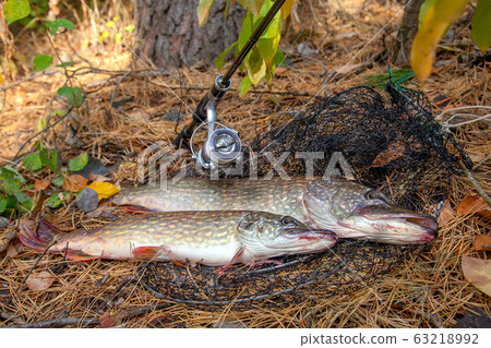 Freshwater pike fish. Two Freshwater pikes fish 63218992