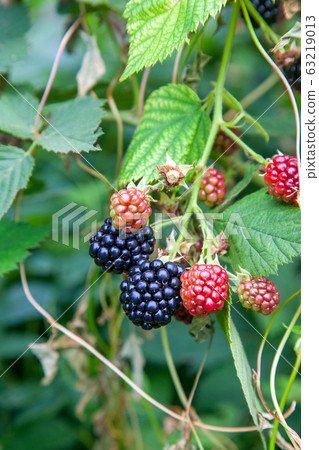 Red and black wild berries of blackberry. Ripening 63219013