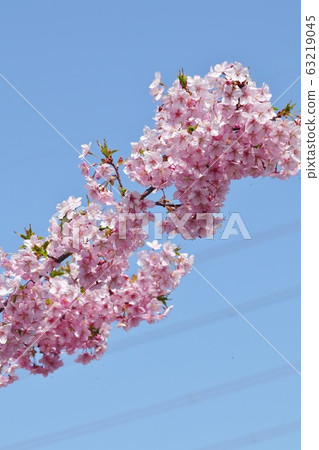  河津櫻盛開：一排櫻桃樹：霍亞河 63219045