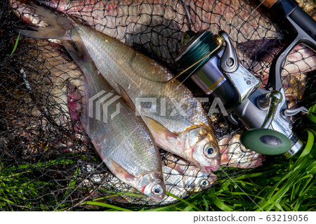 Two freshwater white bream or silver bream on 63219056