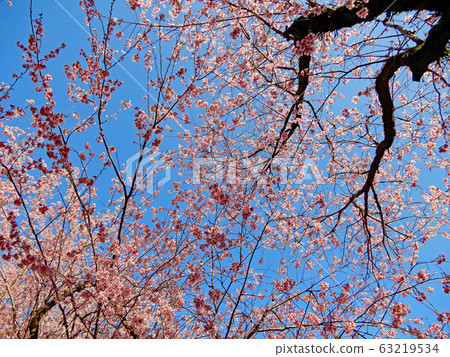大津市王子丘岡公園初見彌櫻盛開在蔚藍的天空 大津市王子丘岡公園初見彌櫻盛開在蔚藍的天空 63219534