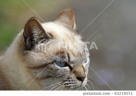 Blue eyes cat 63219551