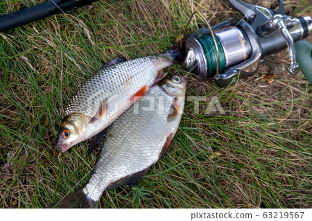 Single freshwater white bream or silver bream, Single freshwater white bream or silver bream, 63219567