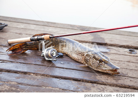 Trophy fishing. Big freshwater pike and fishing 63219594