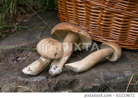 Several porcini mushrooms (Boletus edulis, cep, 63219672