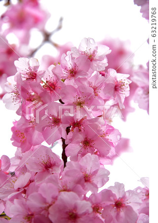 Cherry Blossoms Cherry Blossoms 63219768