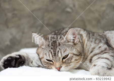 Close up cute tabby cat sleep on white background Close up cute tabby cat sleep on white background 63219942