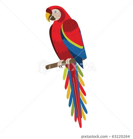 Scarlet Macaw Red Exotic Parrot in Flat Scarlet Macaw Red Exotic Parrot in Flat 63220264
