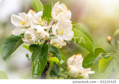 White blossoming apple trees in the sunset light White blossoming apple trees in the sunset light 63220328