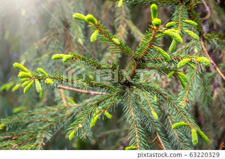 Fir branches with fresh shoots in spring. 63220329