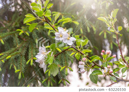 White blossoming apple trees in the sunset light 63220330