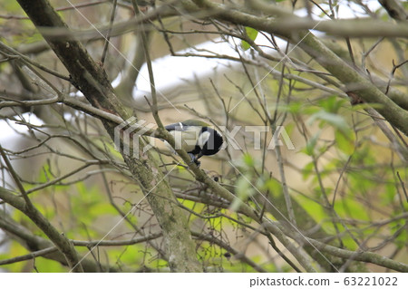 Arao City, Yotsuyama Shrine, Great Tit, Arao City, Yotsuyama Shrine, Great Tit, 63221022