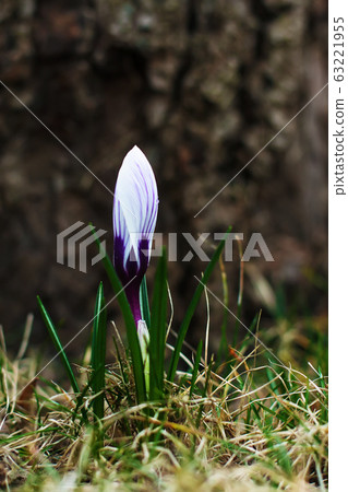 Unopened purple crocus on the street Unopened purple crocus on the street 63221955